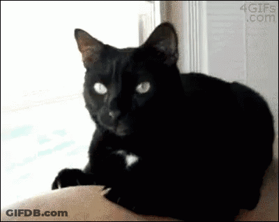 Black Cat Laying On Shoulder Looking At Camera GIF