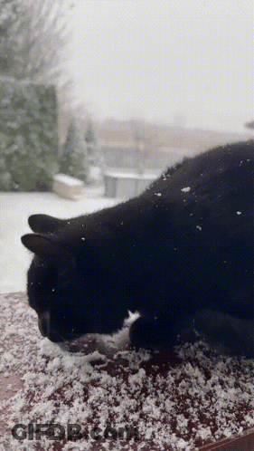 Black Cat Laying On Snow GIF