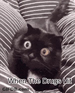 Black Cat Laying On Striped Pillow Saying When The Drugs Hit GIF