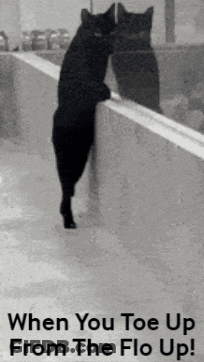 Black Cat Leaning Against Wall Saying When You Toe Up From The Flo Up GIF