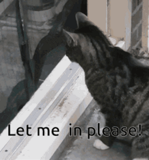 Black Cat Let Me In GIF