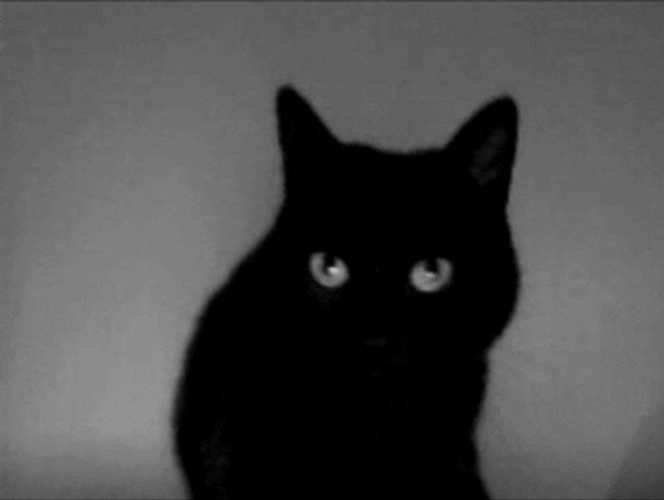 Black Cat Lick GIF