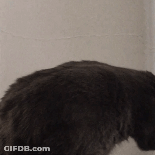 Black Cat Lick Sticking Tongue Out GIF