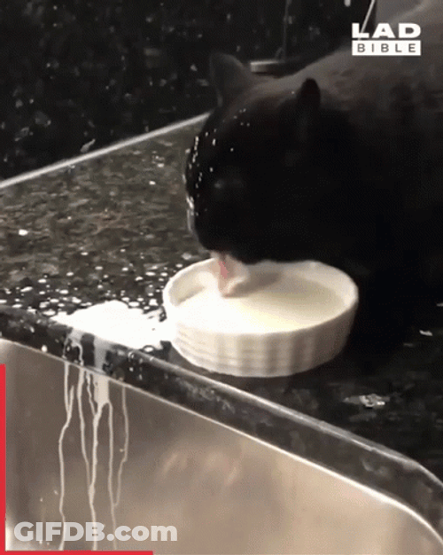 Black Cat Licking Milk Spilling GIF
