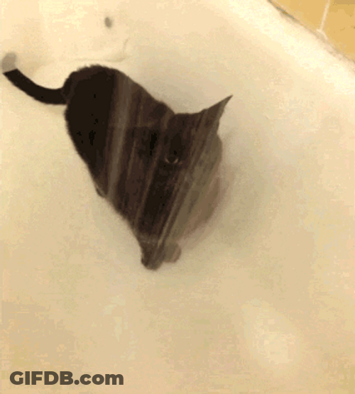 Black Cat Licking Rain Shower Water GIF