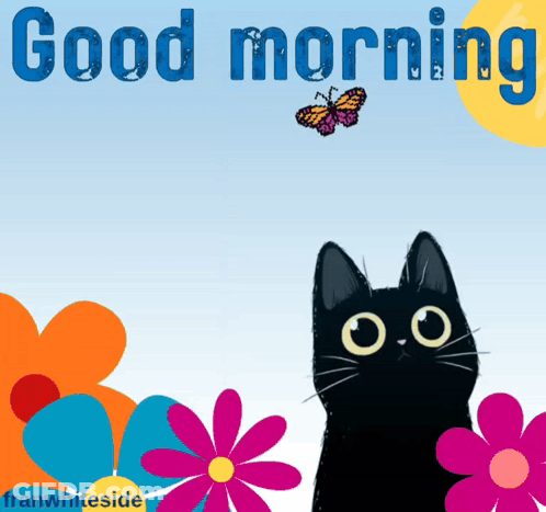 Black Cat Looking At Butterfly Good Morning GIF