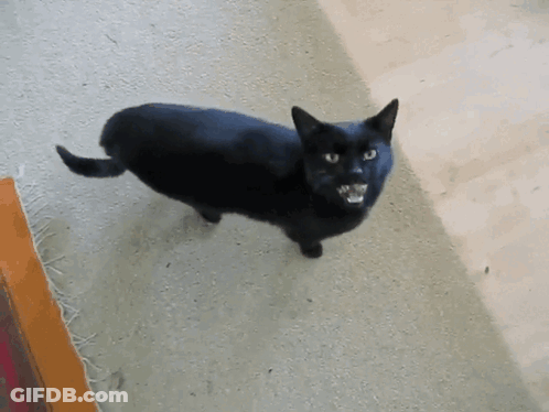 Black Cat Looking At Camera GIF