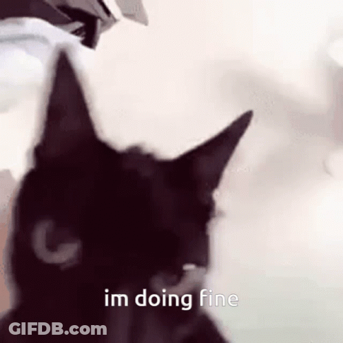 Black Cat Looking At Camera Saying I'm Doing Fine GIF
