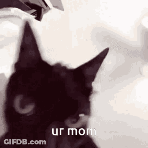 Black Cat Looking At Camera Ur Mom GIF