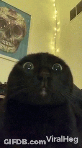 Black Cat Looking At Camera With Skull GIF