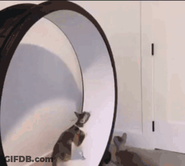 Black Cat Looking At Itself In Mirror GIF