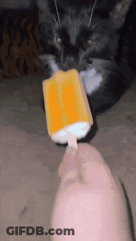 Black Cat Looking At Orange Popsicle GIF