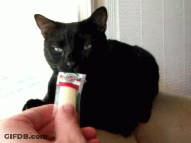 Black Cat Looking At Person Holding Food GIF