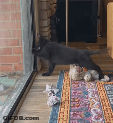 Black Cat Looking Out Sliding Glass Door With Rug GIF