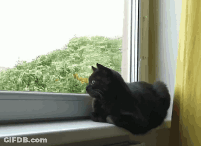 Black Cat Looking Out The Window GIF