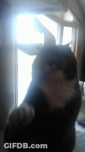Black Cat Looking Out Window With Paws Outstretched GIF