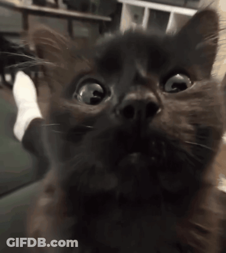 Black Cat Looking Up At Camera GIF