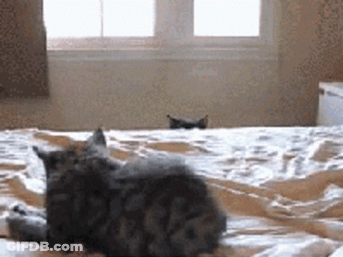 Black Cat Lurking GIF