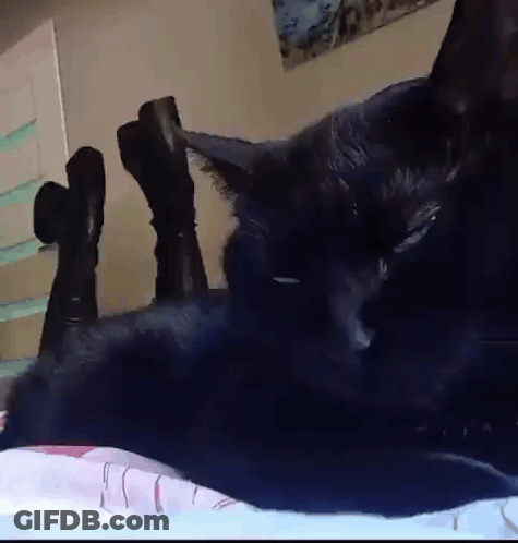 Black Cat Lying On Bed GIF