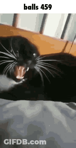 Black Cat Lying On Bed Saying Balls 459 GIF