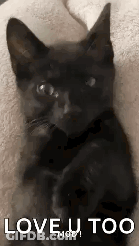 Black Cat Lying On Blanket GIF