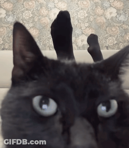 Black Cat Lying On Couch Under Foot GIF