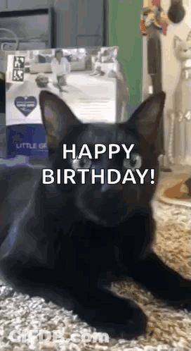 Black Cat Lying On Happy Birthday Carpet GIF