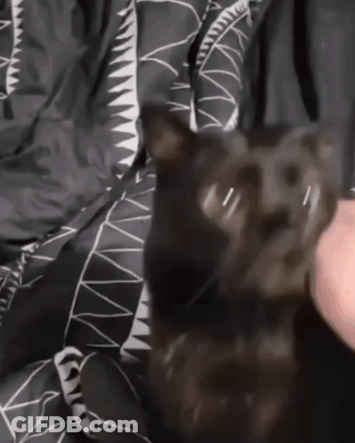 Black Cat Lying On Shark Print Blanket GIF