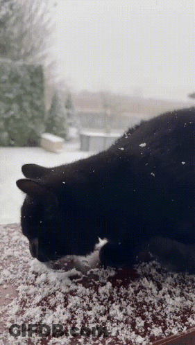 Black Cat Lying On Snow GIF