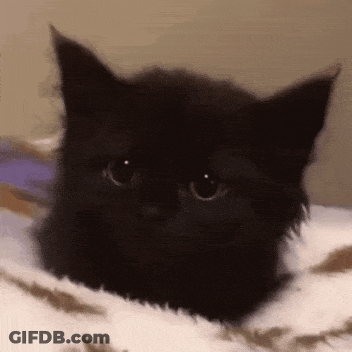 Black Cat Lying On White Blanket GIF