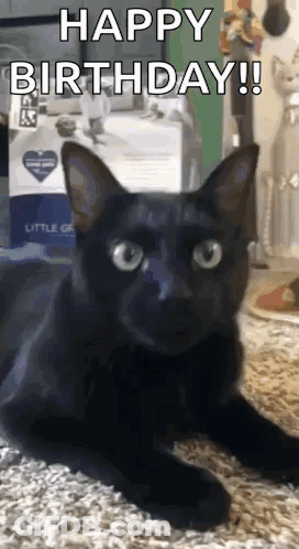 Black Cat Lying With Happy Birthday GIF