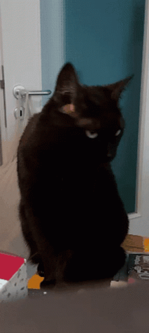 Black Cat Meow GIF
