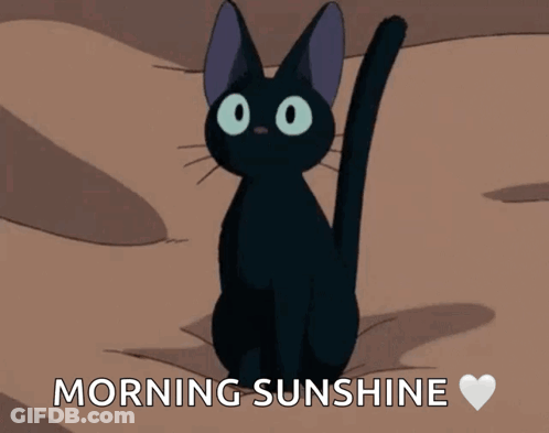 Black Cat Morning Sunshine GIF