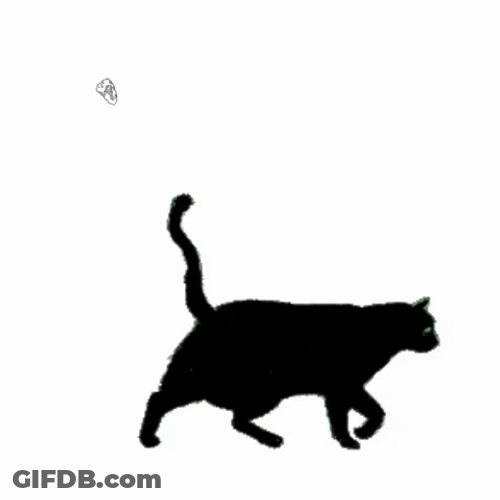 Black Cat Moving Cat Sticker GIF