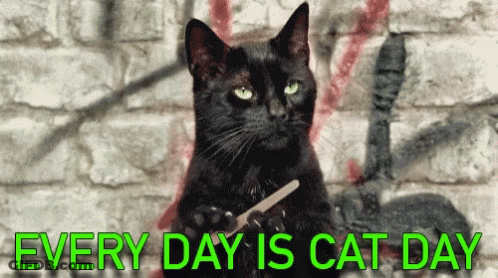 Black Cat Nail Clipper Every Day Is Cat Day GIF