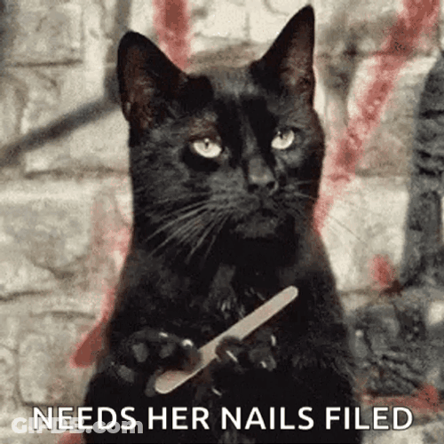 Black Cat Needs Nails Filed Meme GIF