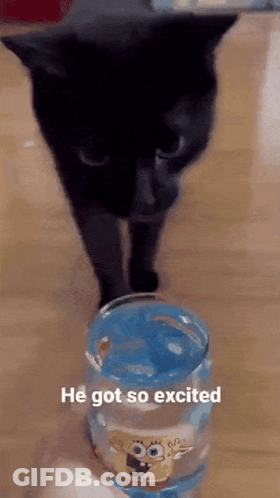 Black Cat Next To Blue Spongebob Glass Saying He Got So Excited GIF