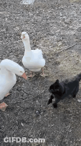 Black Cat Next To Two Ducks In Field GIF