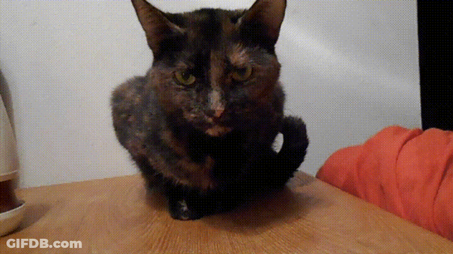Black Cat Not Impressed Stare GIF