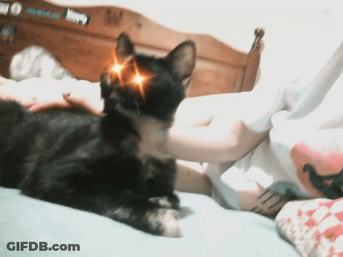 Black Cat On Bed With Happy Sticker GIF