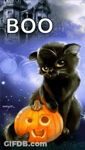 Black Cat On Carved Pumpkin Saying Boo GIF