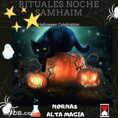 Black Cat On Pumpkin Rituales Noche Samhain Halloween GIF