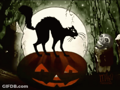 Black Cat On Pumpkin With Mike Messner GIF