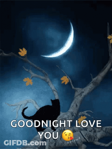 Black Cat On Tree Branch Goodnight Love You GIF