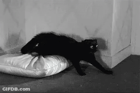 Black Cat On White Pillow GIF
