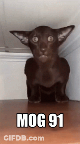 Black Cat On Wooden Shelf With Mog 91 GIF