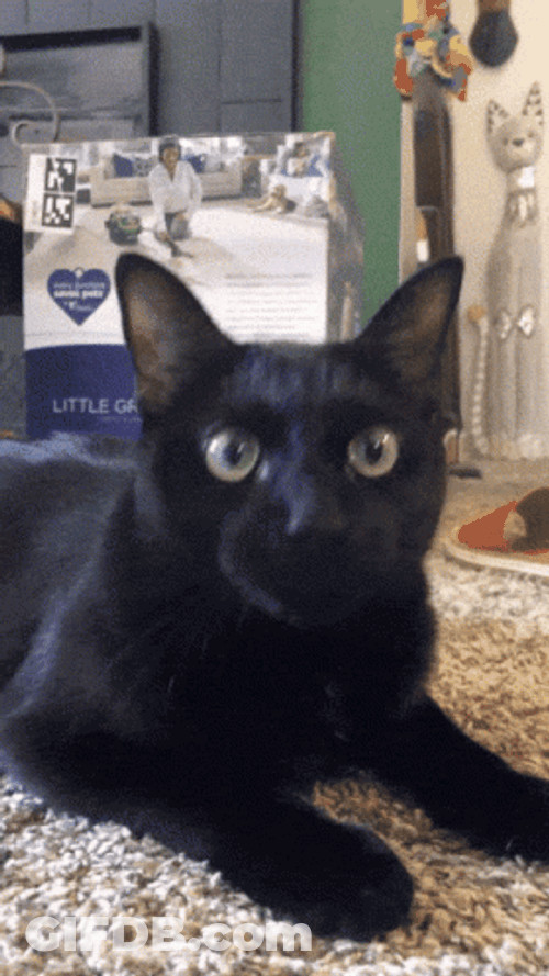 Black Cat Party Birthday Hat GIF