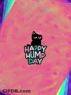 Black Cat Party Hat Happy Hump Day GIF