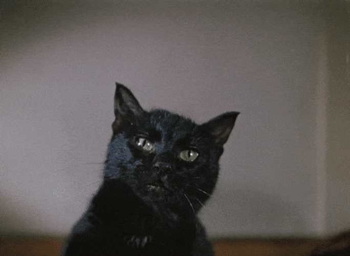 Black Cat Paw Meow GIF