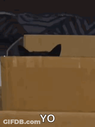 Black Cat Peeking Out Of Box Saying Yo GIF